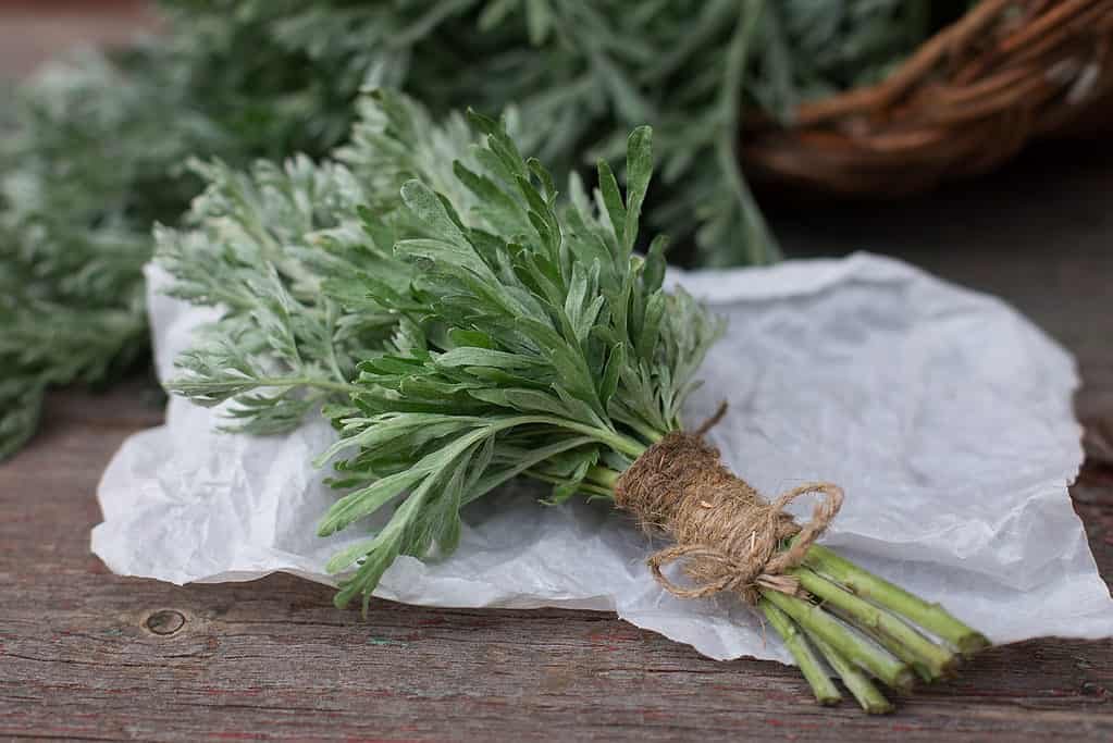 Mugwort