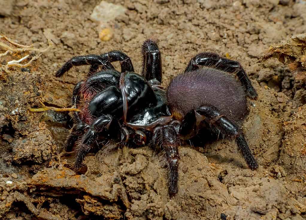 tarantula eating mouse