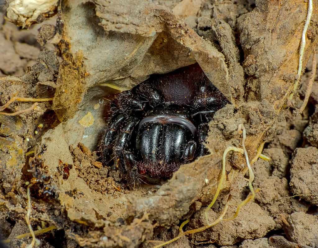 Eastern mouse spider (Missulena bradleyi) in burrow