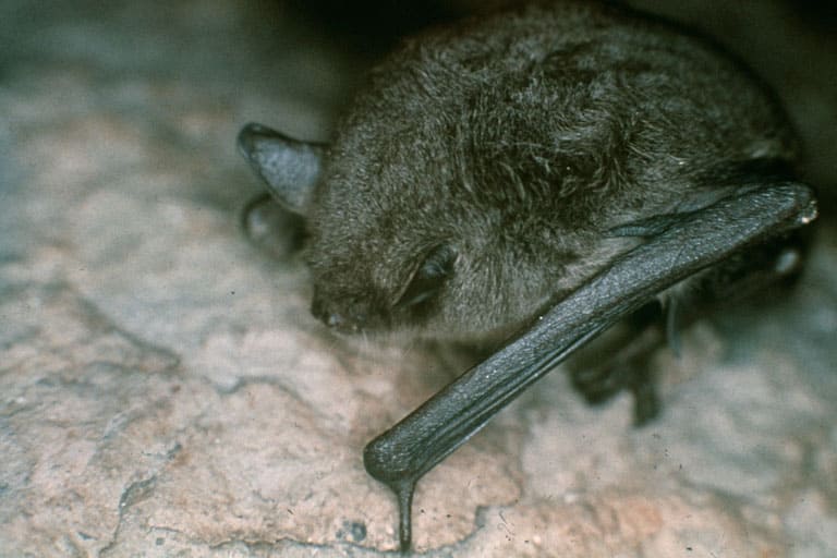 Myotis grisescens, gray bat