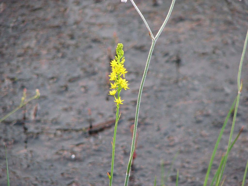 Narthecium americanum flowering