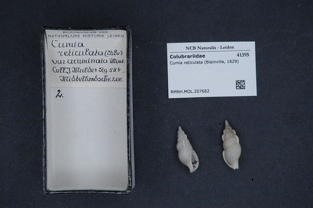 Naturalis Biodiversity Center - RMNH.MOL.207682 - Cumia reticulata (Blainville, 1829) - Colubrariidae - Mollusc shell