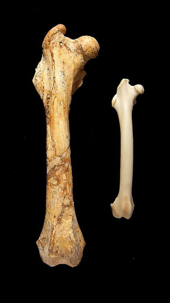 Nuralagus rex&rabbit femur bone