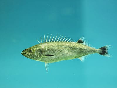 A Oilfish