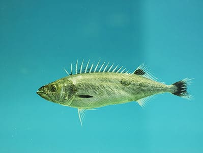 A Ruvettus pretiosus