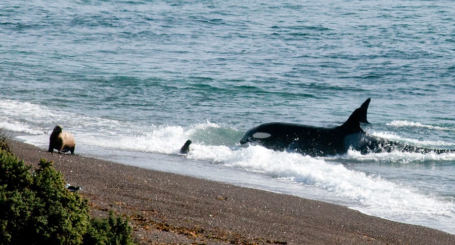Orca beaching to capture sea lion along Valdes Peninsula