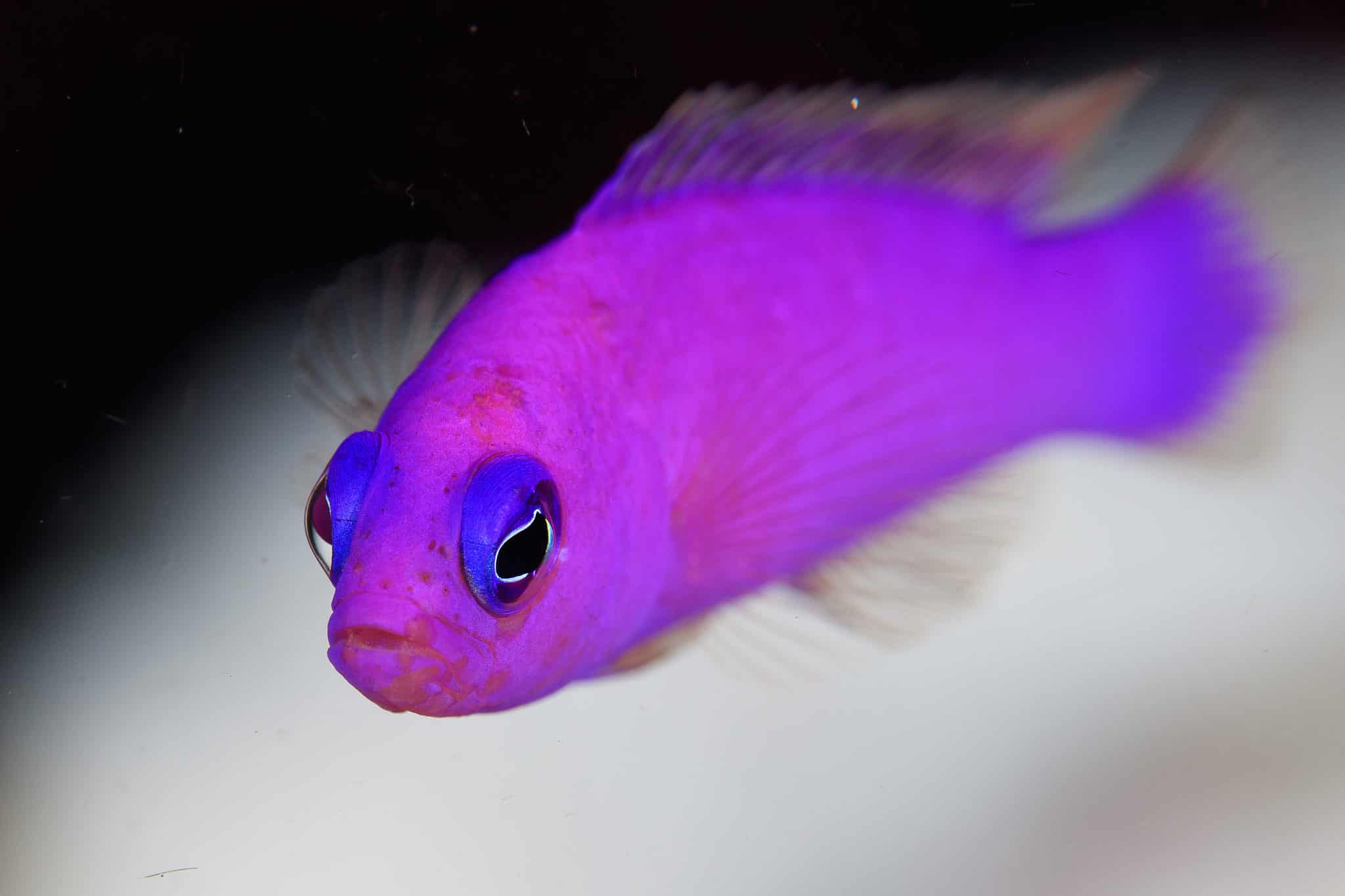 7-types-of-purple-fish-to-own