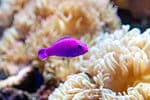 Orchid Dottyback