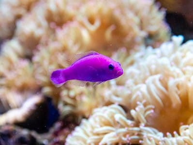 A Orchid Dottyback