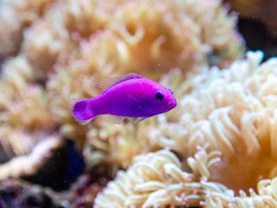 A Pseudochromis fridmani