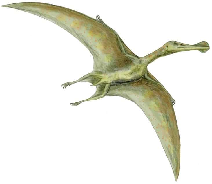 Ornithocheirus simus, pterosaur, flying reptile