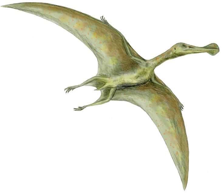 Ornithocheirus simus, pterosaur