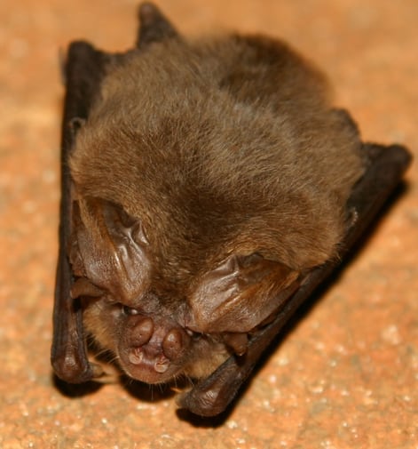 Ozark big eared bat