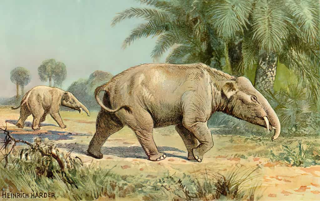 Palaeomastodon