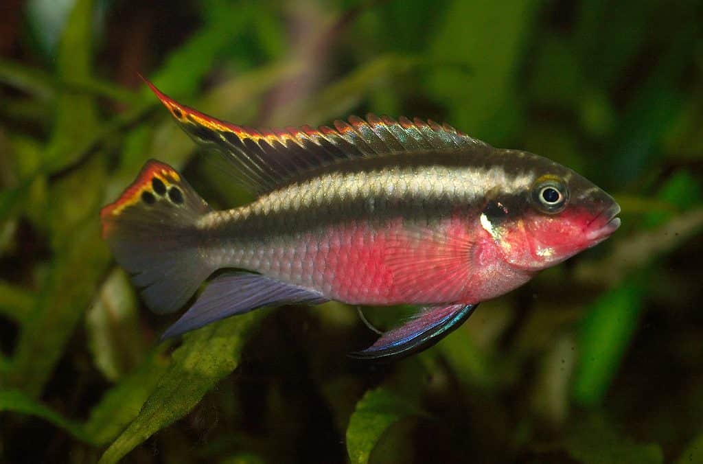 Male Pelvicachromis pulcher, kribensis, rainbow krib pointed fins