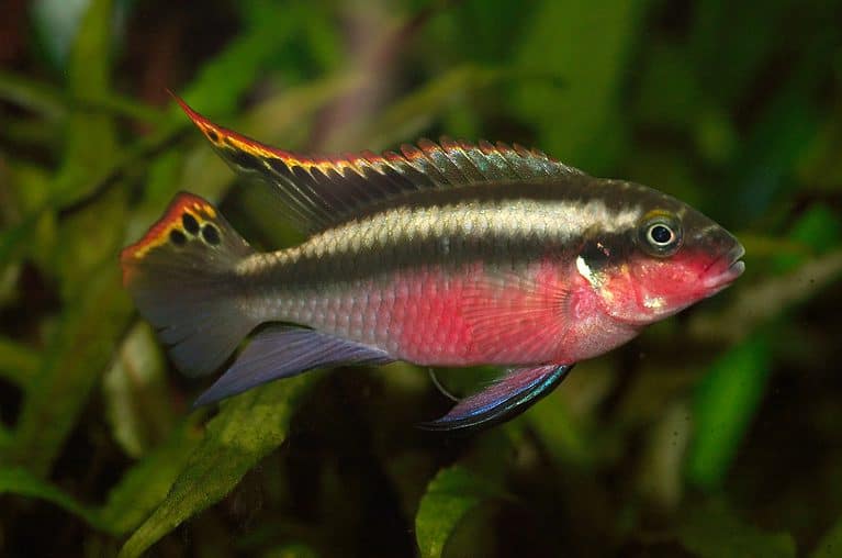 Male Pelvicachromis pulcher, kribensis, rainbow krib