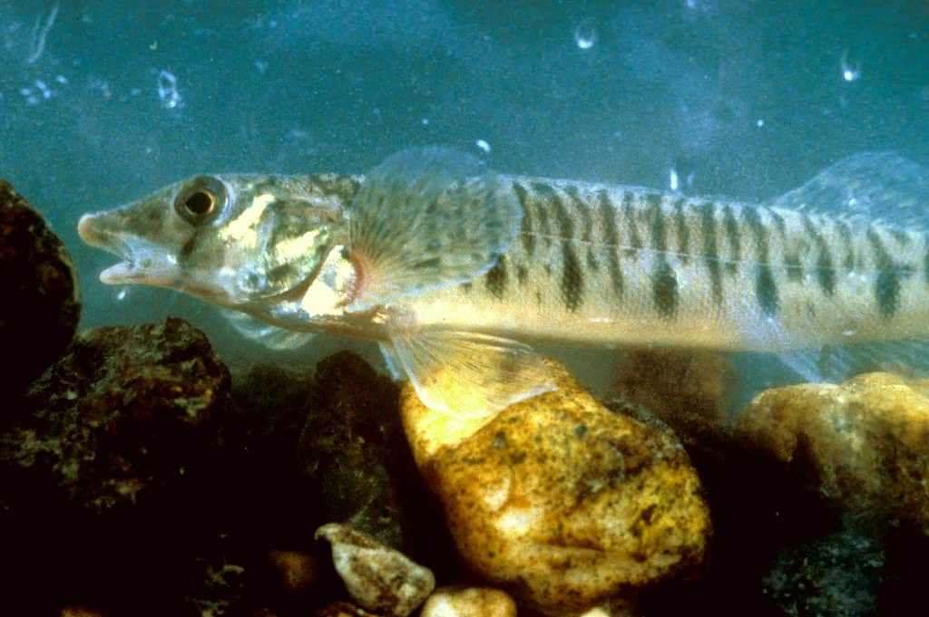 Conasauga logperch, Percina jenkinsi