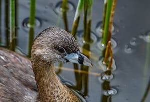 Pie-Billed Grebe