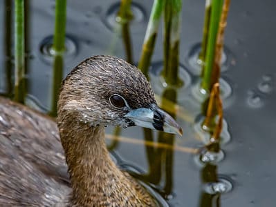 A Pied-Billed Grebe