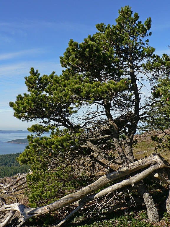 Shore Pine