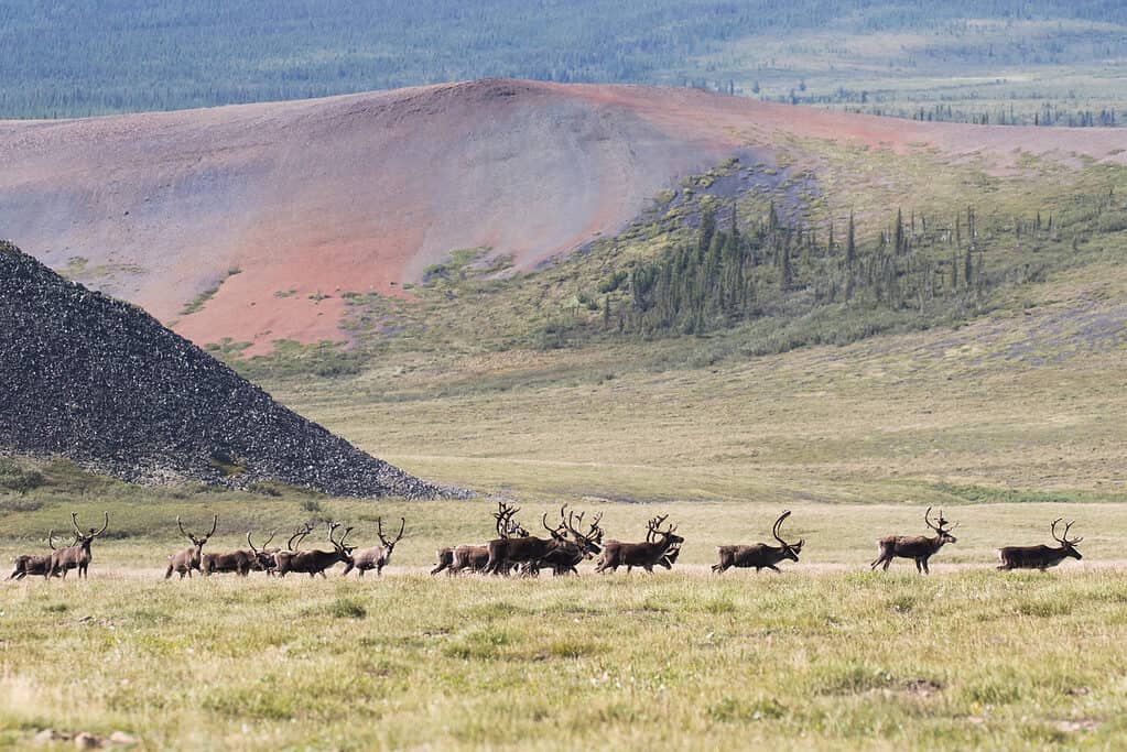 The Porcupine Caribou Herd