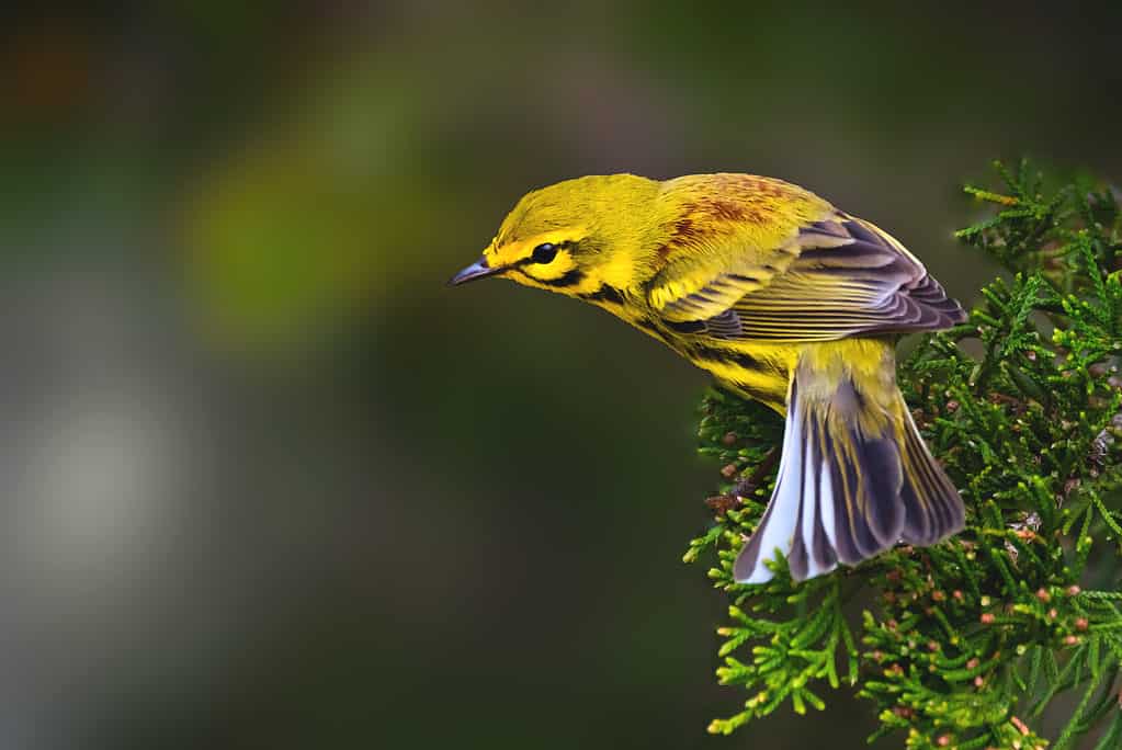 Prairie Warbler