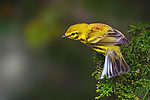 With chestnut-colored backs, black streaks, and bright yellow throughout, prairie warblers are a sight.