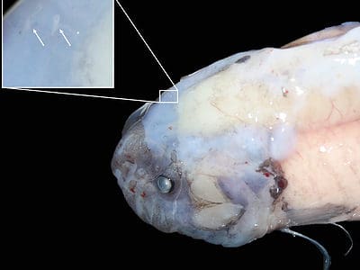 Snailfish Picture