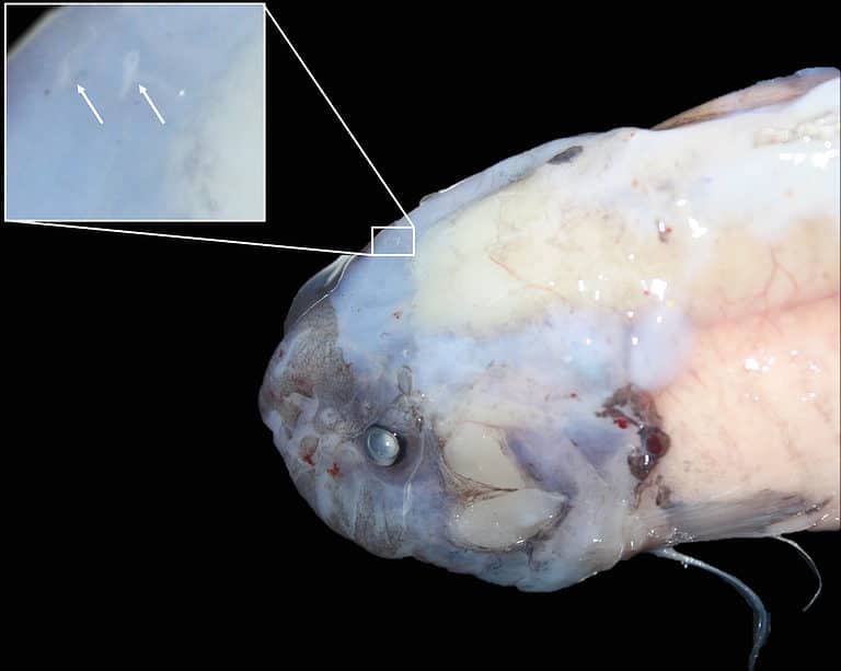 Mariana snailfish