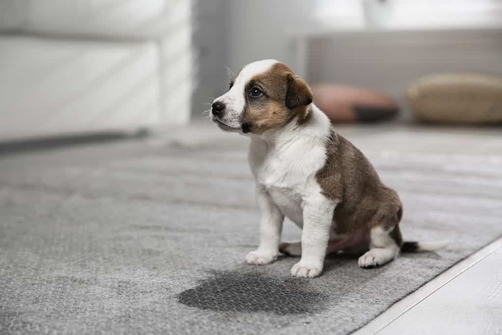 Puppy beside wet area 