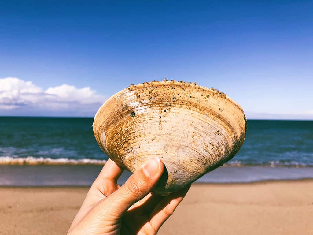 Quahog Clam