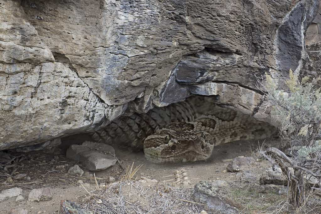 Rattlesnake