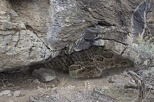 Where Do Rattlesnakes Make Their Dens? Picture