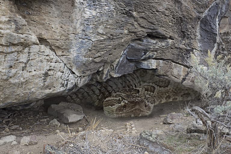 Where Do Rattlesnakes Go in the Winter? AZ Animals