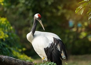 Red-Crowned Crane: The National Bird of China Picture