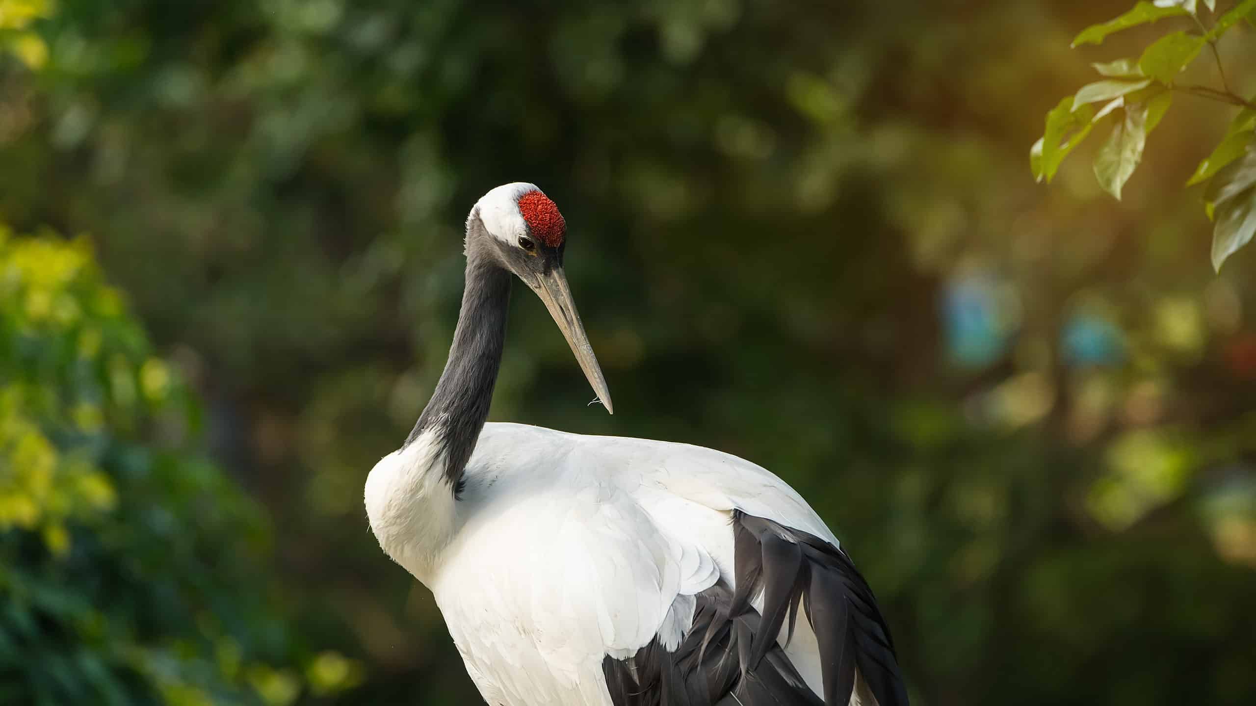 Red-Crowned Crane: The National Bird of China - AZ Animals