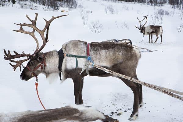 A reindeer attached to a sled.