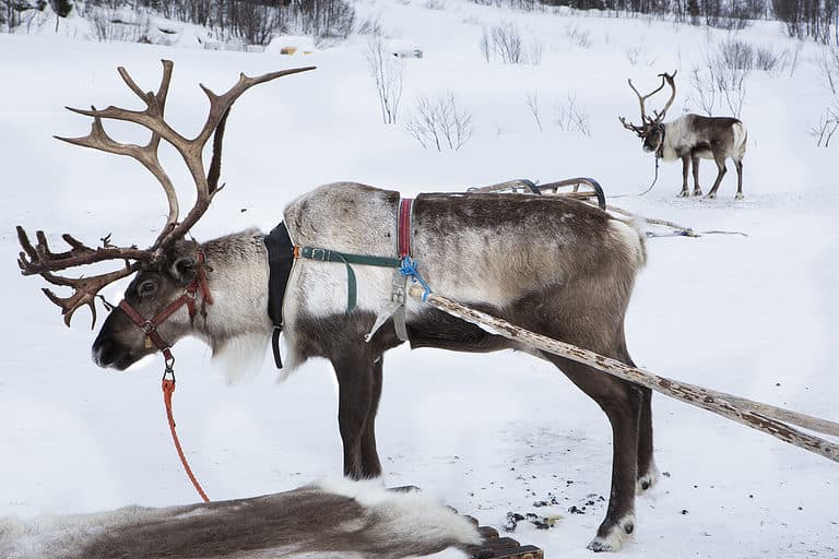Why Are Reindeer Called 'Reindeer', How Did They Get Their Name? AZ