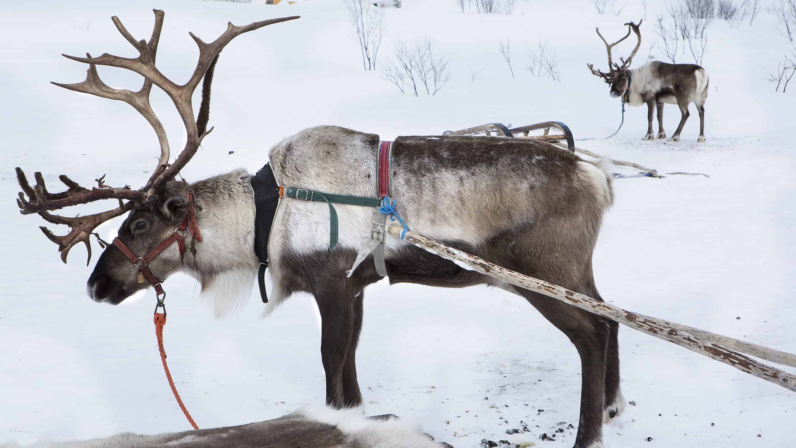 Reindeer Attached to Sled
