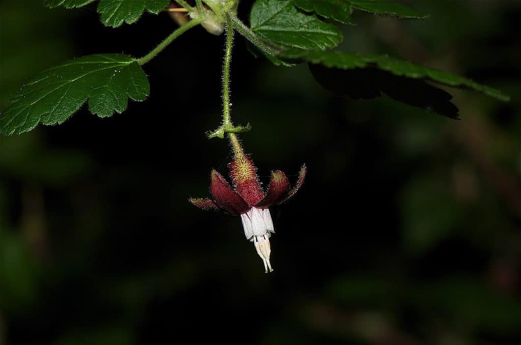 Ribes menziesii — Canyon Gooseberry