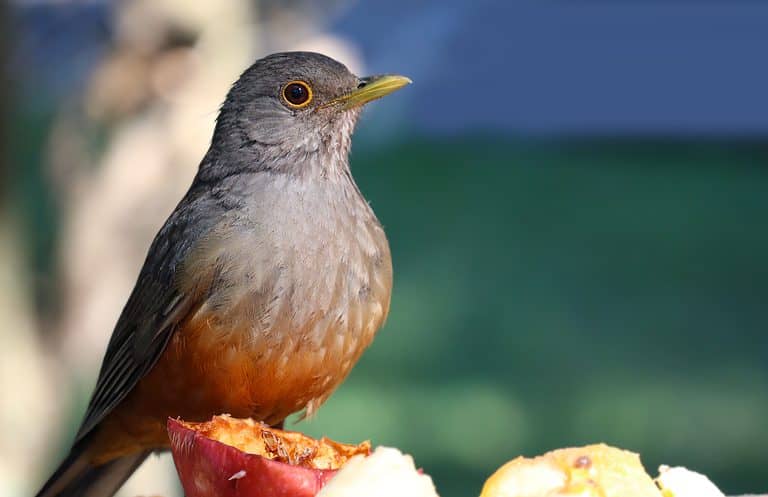 Rufous-Bellied Thrush