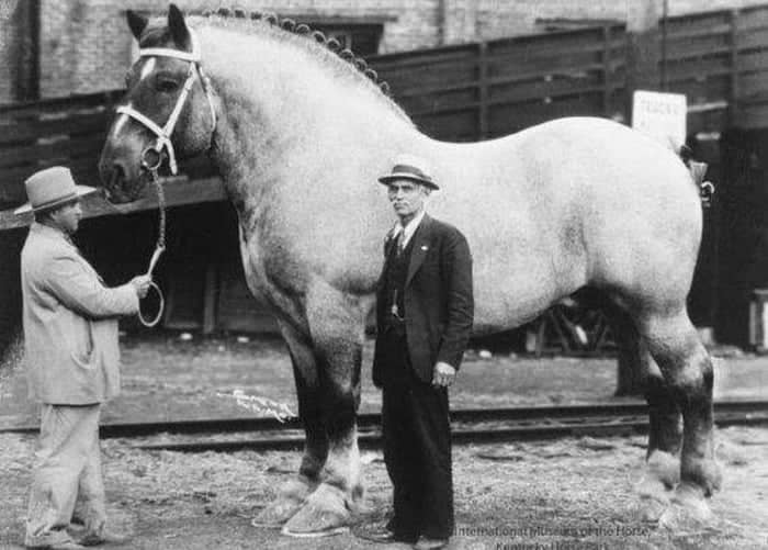 the tallest horse in history named Sampson