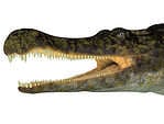 Crocodiles