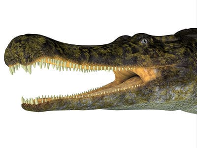 A Crocodylus porosus