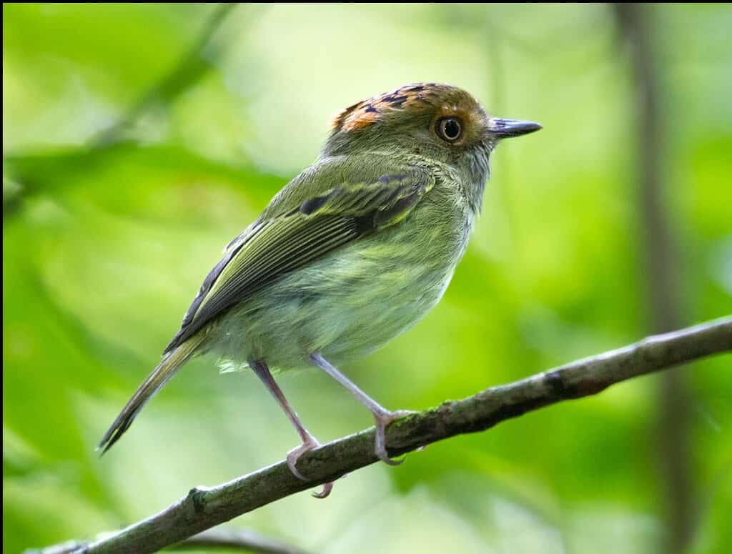 scale-crested pygmy tyrant