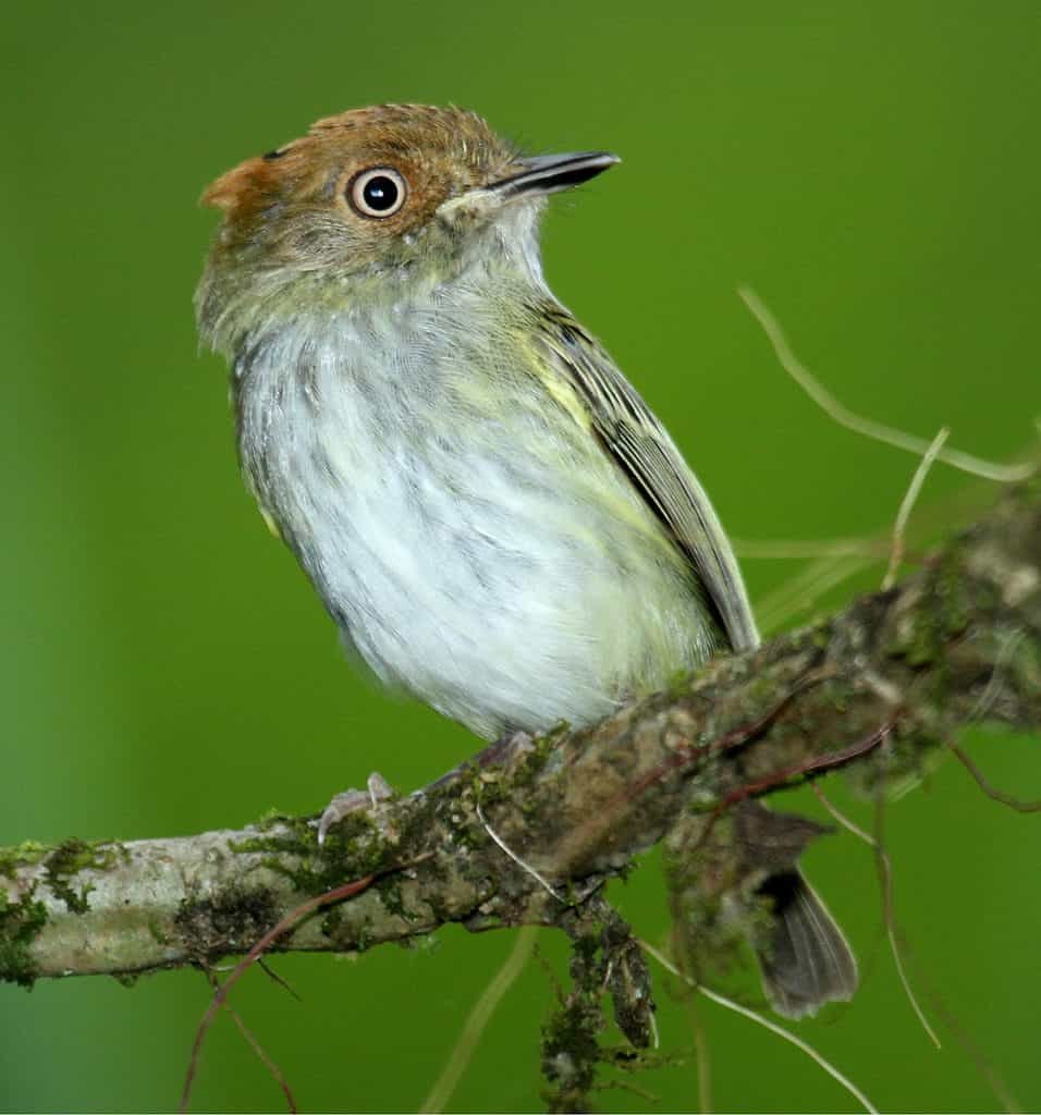 scale-crested pygmy tyrant
