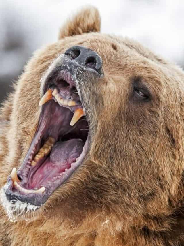 Scared Grizzly Runs Straight at Man in Alaskan National Park Cover image