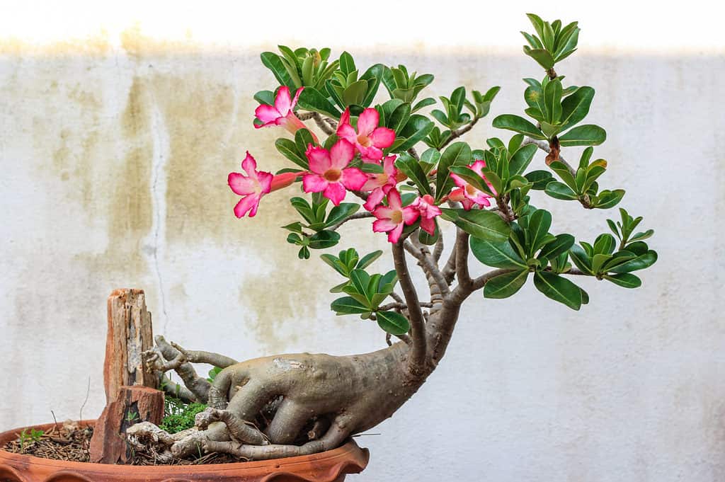 desert rose bonsai tree