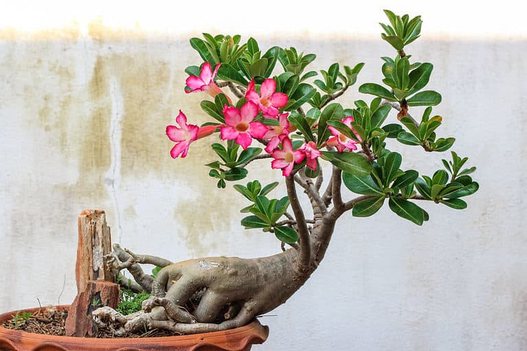 desert rose bonsai tree slanting