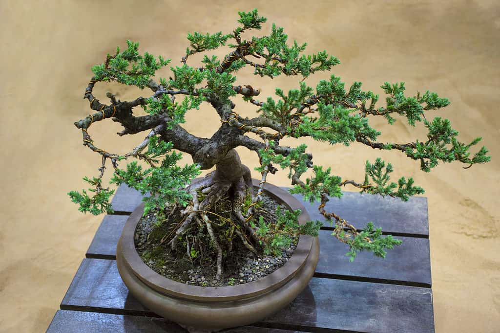 Juniper Bonsai Tree